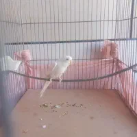 مرغ عشق هلندی قیمت مناسب