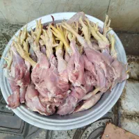 تلفات مرغ تازه