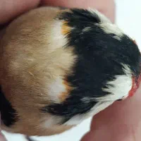 سهره قناری عروس هلندی