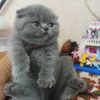 اسکاتیش و بریتیش بلوو گلد دارای بازدید حضوری