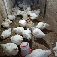 مرغ ارگانیک گوشتی|حیوانات مزرعه|رامیان, |دیوار