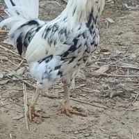 مرغ و خروس ریشی چهل تاج