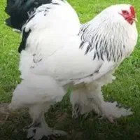 جوجه‌کشی با دستگاه پذیرش تخم‌مرغ نطفه‌دار برهما