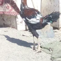 جوجه خروس لاری