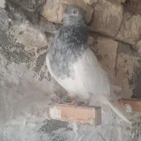 بزک سیاه باکله موشی|پرنده|بجنورد, |دیوار