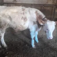 گوساله نر سیمینتال