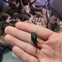 پوزه بوته ای