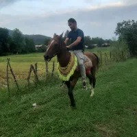 اسب محلی 8 سال|اسب و تجهیزات اسب‌سواری|ماسال, |دیوار