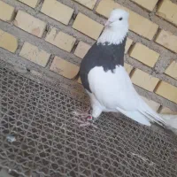 طوقی|پرنده|شادگان, |دیوار