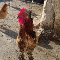 فروش خروس دیلگونی پا بلند پاپر