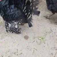 بوقلمون محلی10عدد|حیوانات مزرعه|زرین دشت (همدان), |دیوار