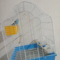 مرغ عشق ماده سالم سالم|پرنده|بازرگان, |دیوار