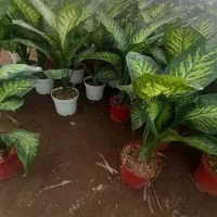 گل فروشی همیشه بهار|گل و گیاه طبیعی|ورامین, ورامین|دیوار