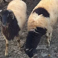 بره های نر فروشی مخصوص قربانی و داشتی و قصابی