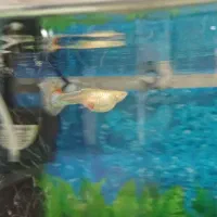 ماهی گوپی رد البینو باردار