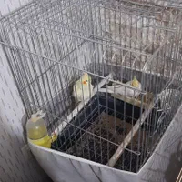 عروس هلندی لوتینو|پرنده|مشکیندشت, |دیوار