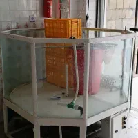 ماهی آکواریوم