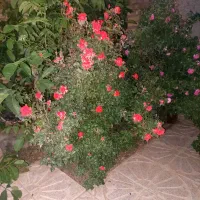 خانه-ویلایی-درخیراباد