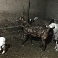 ۸راس بزپاکستانی|حیوانات مزرعه|شهریار, یوسف آباد صیرفی|دیوار