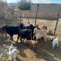 ۸ راس بز وا بی