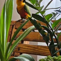 طوطی خورشیدی|پرنده|بندر امام خمینی, |دیوار