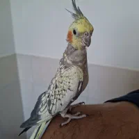 عروس هلندی ماده مرواریدی