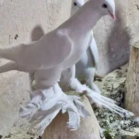 خاصا قوش|پرنده|صوفیان, |دیوار