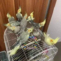 خرید عروس هلندی