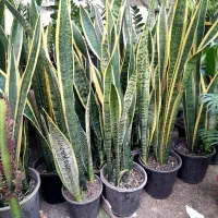 انواع گل و خاک کود گلخانه گلها|گل و گیاه طبیعی|زابل, |دیوار