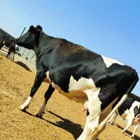 ۳راس گاو آبستن هلشتاین|حیوانات مزرعه|سبزوار, کلاته سیفر|دیوار