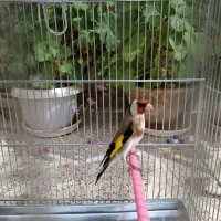 سهره دهندار