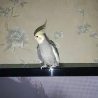 عروس هلندی نر اماده