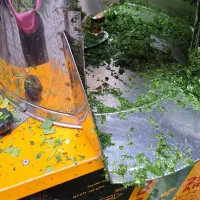 سبزی خورشتی