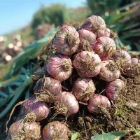 خرید و فروش تامین سیر قرمز برای تمامی نقاط ایران