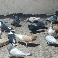 برای فروش طبق تصاویر که می‌بینید