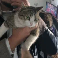 گمشده در پاسداران کوی اندیشه