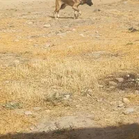 ماده سرابی ۸ماهه