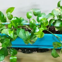 دو عدد گل گلدون بزرگ|گل و گیاه طبیعی|مشهد, آزادشهر|دیوار