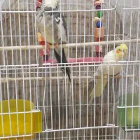 عروس هلندی جفت