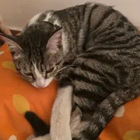 واگذاری رایگان گربه