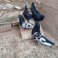 چهارتا کفتر