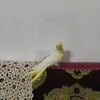 عروس هلندی نر