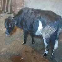 گوساله ماده هلشتاین