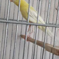 قناری یه سرطلایی نر