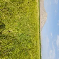 برنج چلتوک خشک شده آماده