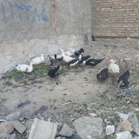 اردک محلی بزرگ|حیوانات مزرعه|رباطکریم, رباطکریم|دیوار