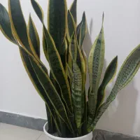 گل سانسوریا|گل و گیاه طبیعی|سیاهکل, |دیوار