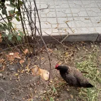 مرغ تخمی|حیوانات مزرعه|تربت‌حیدریه, بالا ولایت|دیوار