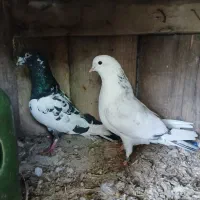 دوتا کبوتر هردو گرفتم
