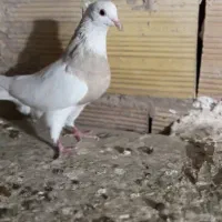 کفتر کبوتر طوقی زرگی
